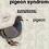 pigeonsyndrom3